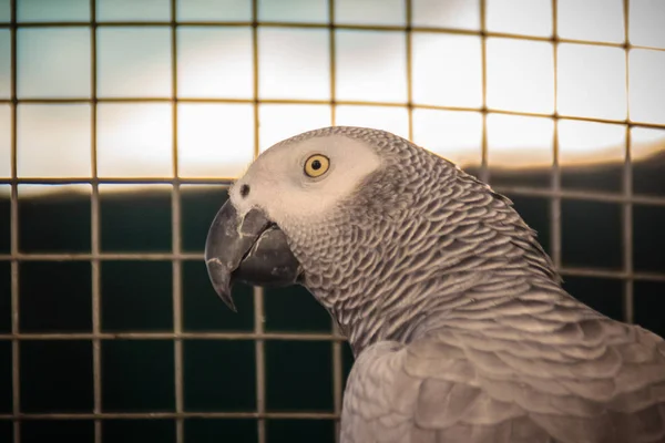 Kongo Szary Papuga Jest Stalowa Klatka Szary Papuga Żako Psittacus — Zdjęcie stockowe