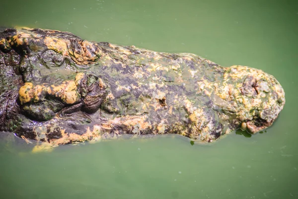 Dreadful crocodile is emerging from the water to attack the prey. Big frightful crocodile\'s head emerges from the water and ready to strike.