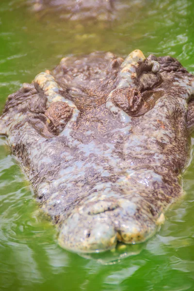 Straszne Krokodyla Wyłania Się Wody Uśmiechem Toothy Ataku Łupem Głowa — Zdjęcie stockowe
