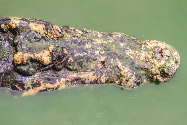Szörnyű Krokodil Van Kialakulóban Vizet Támadás Zsákmányt Nagy Ijesztő Krokodil — Stock Fotó