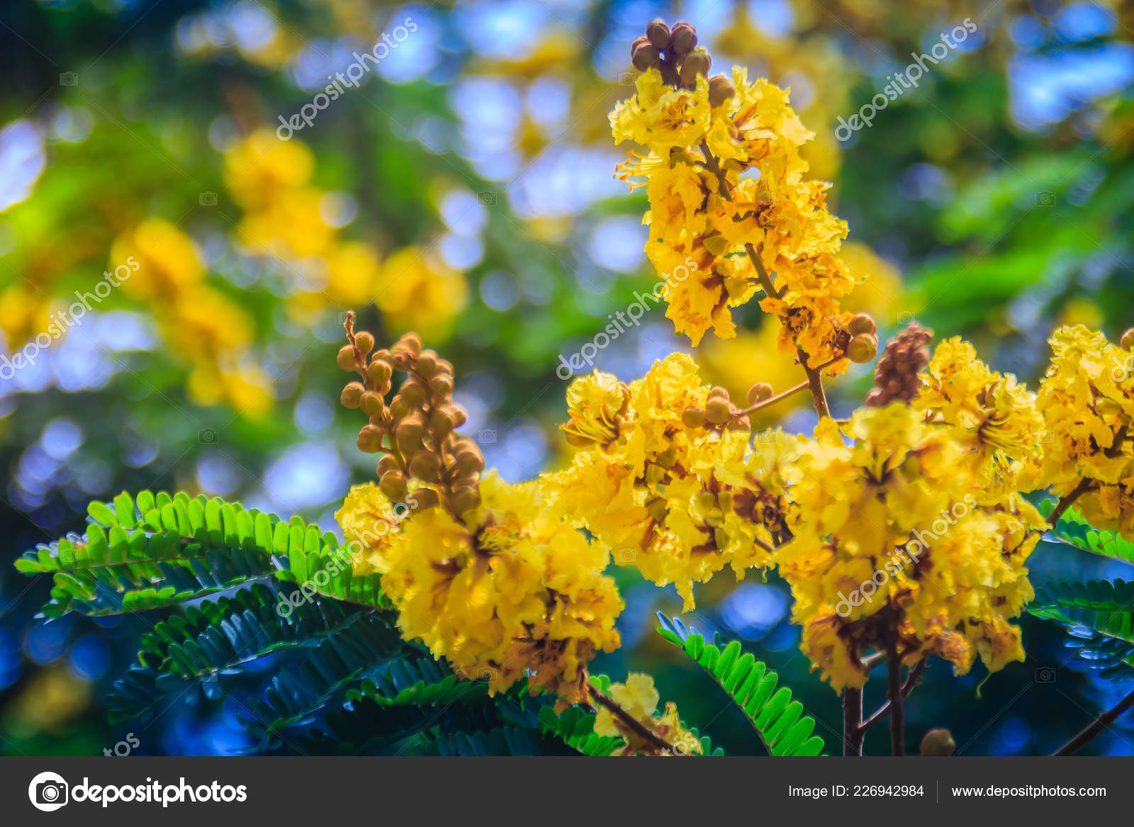 Peltophorum pterocarpum Golden Yellow Flamboyant 10/_Seeds Copperpod