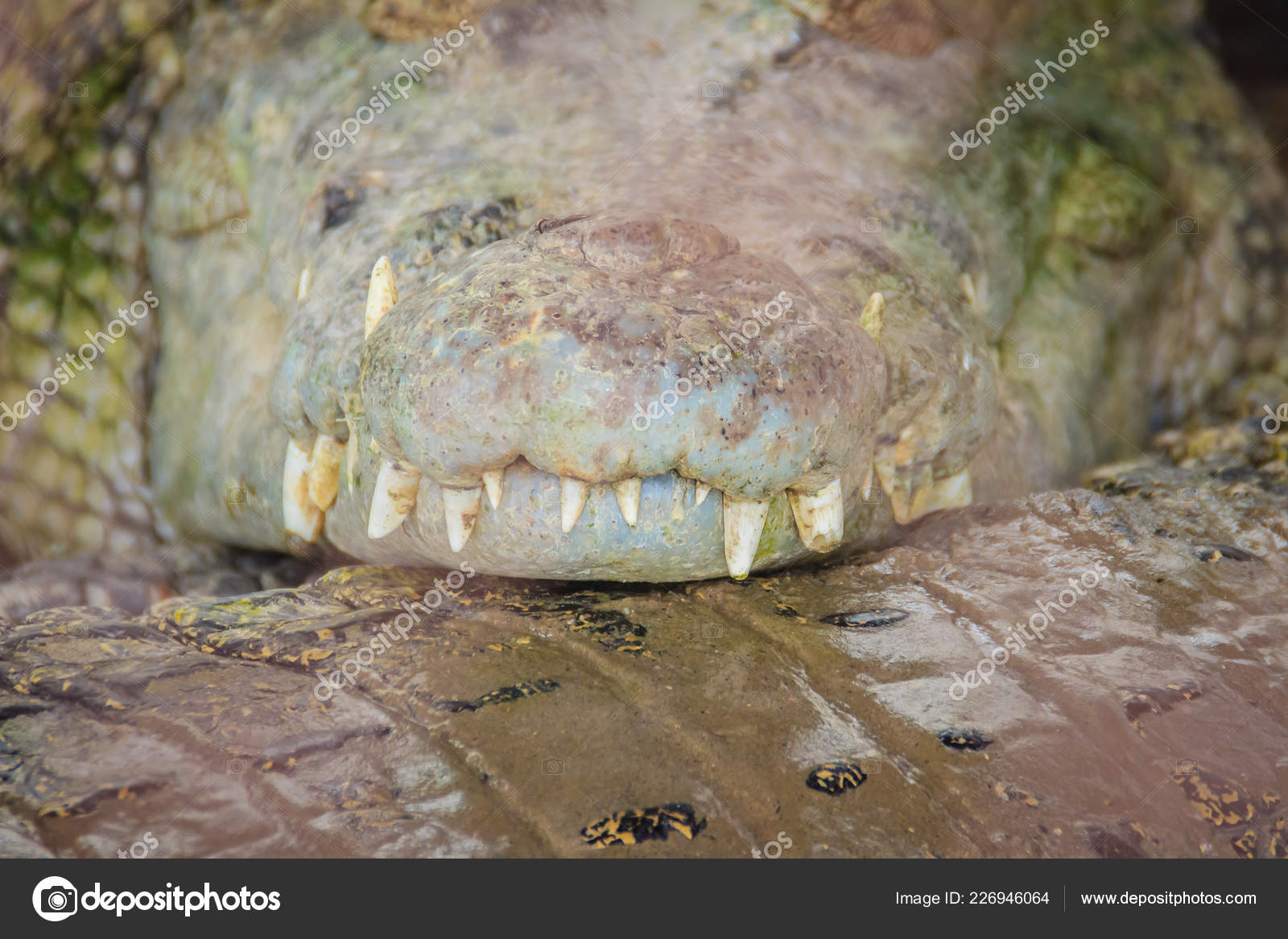 鋭い牙と獲物を待ちます怖いワニ 獲物を攻撃する歯を見せる笑顔と