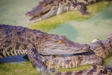 Korkunç timsah grupta taze et yiyor. Tarım Hayvancılık ve crocodilians timsah ve Timsah eti, deri ve diğer ürünler üretmek için yetiştirme için timsah.