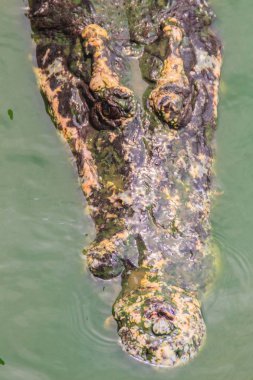 Korkunç timsah avı saldırmaya denizden ortaya çıkıyor. Su ve saldırmaya hazır büyük korkunç Timsah'ın kafa ortaya çıkıyor.