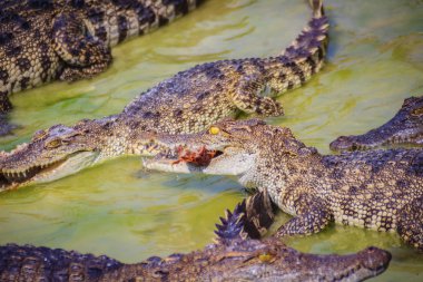 Korkunç timsah grupta taze et yiyor. Tarım Hayvancılık ve crocodilians timsah ve Timsah eti, deri ve diğer ürünler üretmek için yetiştirme için timsah.