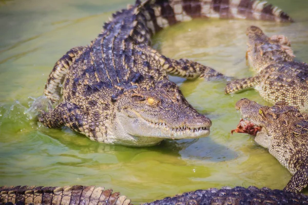 Страшный Крокодил Ест Свежее Мясо Ферме Крокодиловое Земледелие Разведения Выращивания — стоковое фото