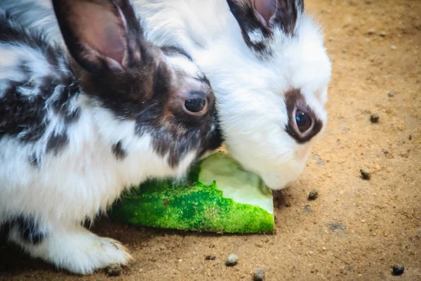 Cute black and white rabbit is eating food in the rabbit farm. Commercial rabbit farming business can be a great source to meetup the food or protein demand and a great source of employment.