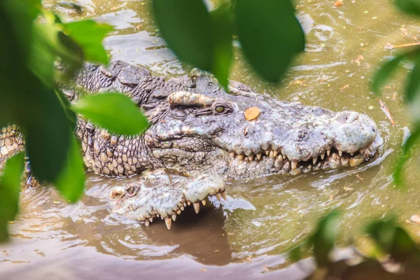 Accouplement Des Crocodiles Sur Rive Boueuse Rivière Les Crocodiles Mâles — Photo