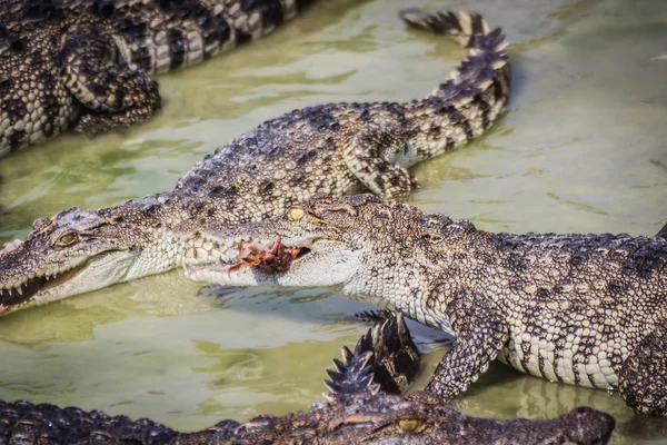 Страшный Крокодил Ест Свежее Мясо Ферме Крокодиловое Земледелие Разведения Выращивания — стоковое фото