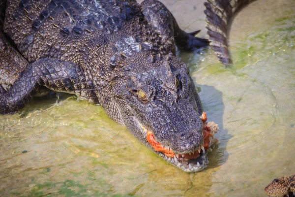 Τρομακτικό Κροκόδειλος Τρώει Φρέσκο Κρέας Στο Σύμπλεγμα Κροκόδειλος Γεωργία Για — Φωτογραφία Αρχείου
