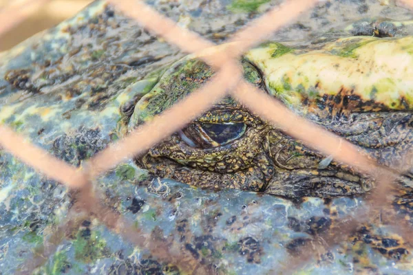 Gruseliges Krokodilauge Beim Schlafen Auf Dem Bauernhof Krokodilzucht Zur Zucht — Stockfoto