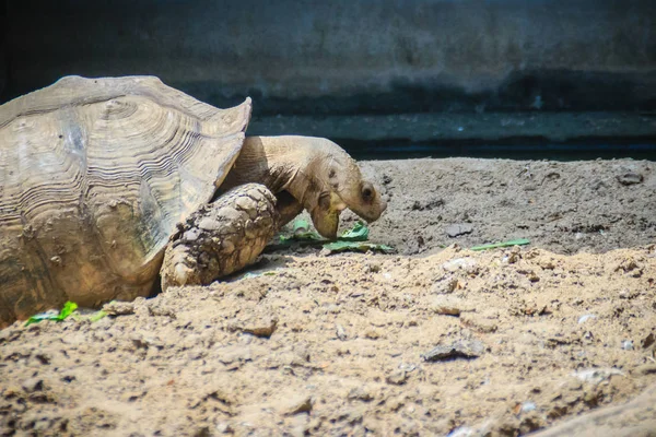 Tartaruga Estimulada Africana Gigante Centrochelys Sulcata Está Comendo Alimentos Também — Fotografia de Stock