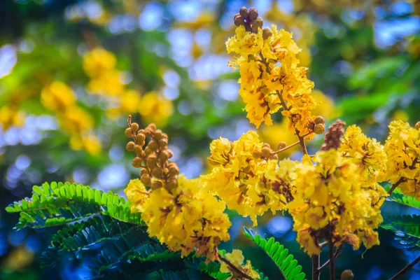 ツリーで Copperpod 華やかな Flametree 黄色のホウオウボクや黄色炎花の美しいイエロー Peltophorum Pterocarpum — ストック写真