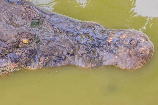 Dreadful crocodile is emerging from the water to attack the prey. Big frightful crocodile's head emerges from the water and ready to strike.