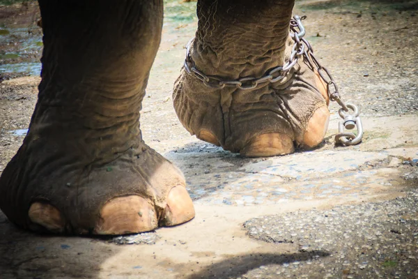 Leg Chained Elephant Look Very Pitiful — Stock Photo, Image