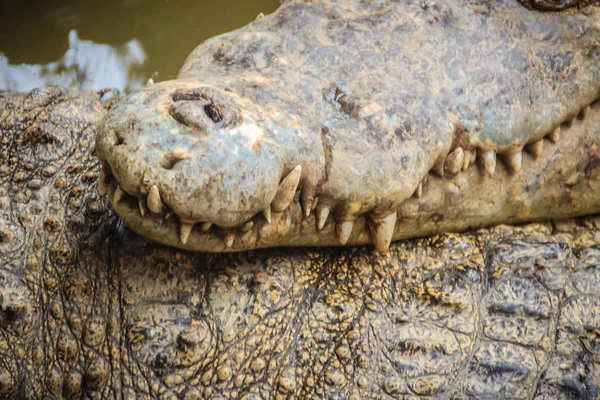 Sharp Fangs Scary Crocodile Waits Prey Dreadful Crocodile Toothy Grin — Stock Photo, Image