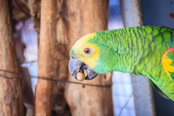 Noha Zřetězené Amazoňan Amazon Jíst Jídlo Amazoňan Amazon Amazona Oratrix — Stock fotografie