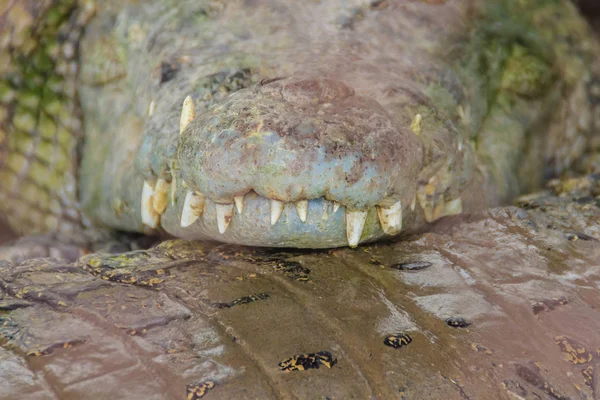 Scharfe Zähne Und Gruseliges Krokodil Das Auf Die Beute Wartet — Stockfoto