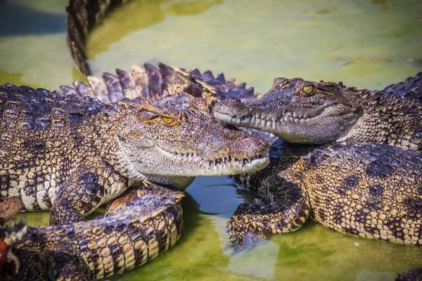 Scary Crocodile Eating Fresh Meat Farm Crocodile Farming Breeding Raising — Stock Photo, Image