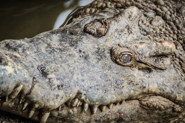 Pernas Afiadas Crocodilo Assustador Que Espera Pela Presa Crocodilo Terrível — Fotografia de Stock