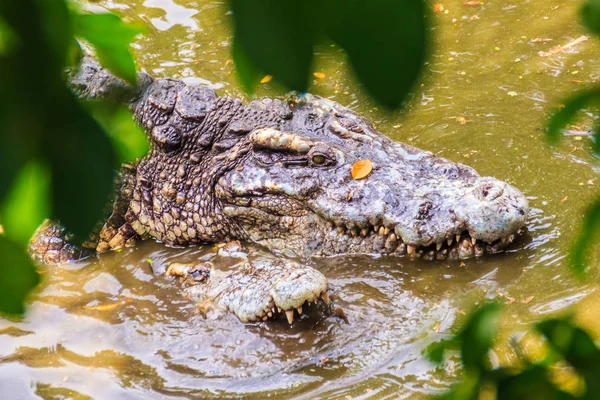 Спаривание Крокодилов Грязном Берегу Реки Самцы Самки Крокодилов Пытаются Спариваться — стоковое фото