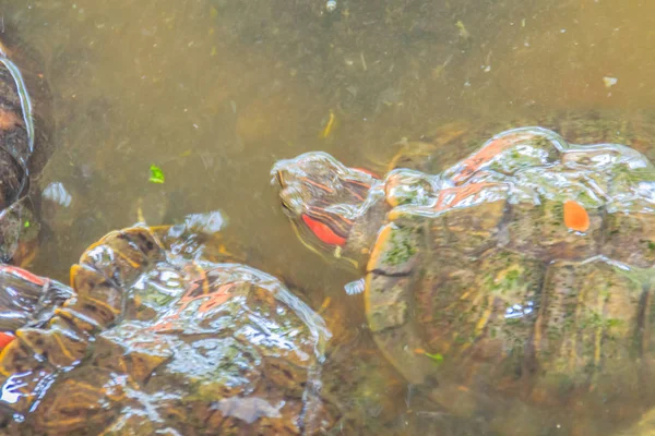 Söt Röd Eared Reglaget Trachemys Scripta Elegans Även Känd Som — Stockfoto