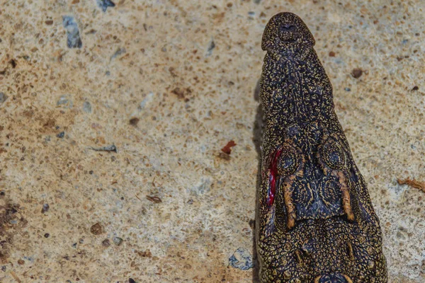 Crocodile Effrayant Mange Viande Fraîche Dans Ferme Élevage Crocodiles Pour — Photo