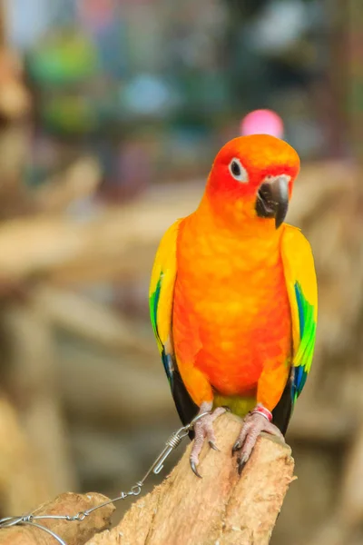 Beingeketteter Sonnensittich Papagei Der Traurig Und Qualvoll Aussieht Der Sonnensittich — Stockfoto