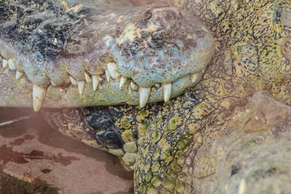 Pernas Afiadas Crocodilo Assustador Que Espera Pela Presa Crocodilo Terrível — Fotografia de Stock