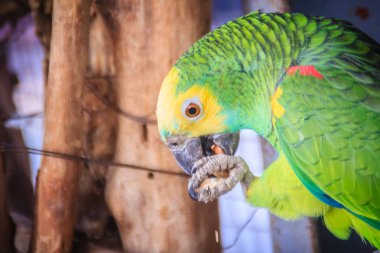 Leg chained yellow-headed amazon is eating food. The yellow-headed amazon (Amazona oratrix), also known as the yellow-headed parrot and double yellow-headed amazon. clipart