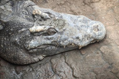 Keskin dişleri ve korkutucu timsah avı için bekler. Korkunç timsah avı saldırmaya dişlek bir sırıtma ile. 