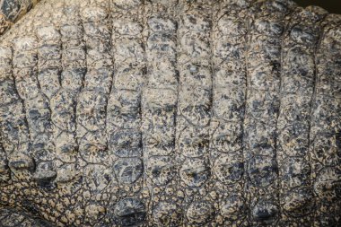 Desen arka plan için yaşam vücuttan hayatta timsahın derisini. Tarım Hayvancılık ve timsah timsah ve Timsah eti, deri ve diğer ürünler üretmek için yükseltmek için timsah.