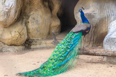 Tavus kuşu mağarada yaşıyor. Erkek Hint tavuskuşu veya mavi tavus (Pavo cristatus), bir büyük ve parlak renkli kuş türüdür tavus Güney Asya'ya yerli. 