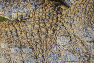 Desen arka plan için yaşam vücuttan hayatta timsahın derisini. Tarım Hayvancılık ve timsah timsah ve Timsah eti, deri ve diğer ürünler üretmek için yükseltmek için timsah.