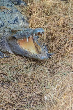 Vahşi timsah saman yuvadaki yumurta koyarlar. Timsah saman yuvadaki yumurta yumurtlama.