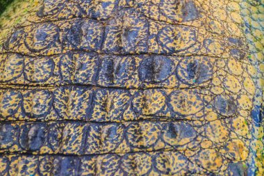 Desen arka plan için yaşam vücuttan hayatta timsahın derisini. Tarım Hayvancılık ve timsah timsah ve Timsah eti, deri ve diğer ürünler üretmek için yükseltmek için timsah.