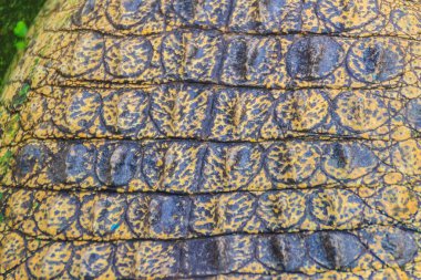 Desen arka plan için yaşam vücuttan hayatta timsahın derisini. Tarım Hayvancılık ve timsah timsah ve Timsah eti, deri ve diğer ürünler üretmek için yükseltmek için timsah.