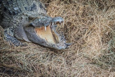 Vahşi timsah saman yuvadaki yumurta koyarlar. Timsah saman yuvadaki yumurta yumurtlama.