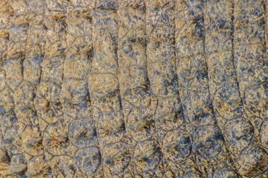 Desen arka plan için yaşam vücuttan hayatta timsahın derisini. Tarım Hayvancılık ve timsah timsah ve Timsah eti, deri ve diğer ürünler üretmek için yükseltmek için timsah.