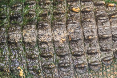 Desen arka plan için yaşam vücuttan hayatta timsahın derisini. Tarım Hayvancılık ve timsah timsah ve Timsah eti, deri ve diğer ürünler üretmek için yükseltmek için timsah.