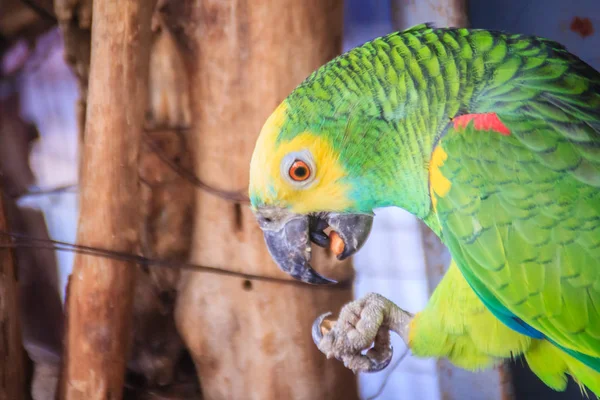 Noha Zřetězené Amazoňan Amazon Jíst Jídlo Amazoňan Amazon Amazona Oratrix — Stock fotografie