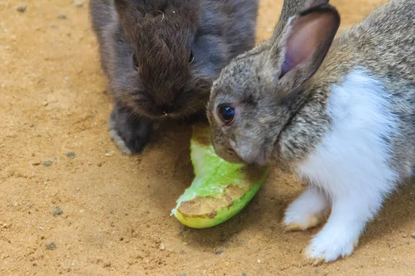 Cute black and white rabbit is eating food in the rabbit farm. Commercial rabbit farming business can be a great source to meetup the food or protein demand and a great source of employment.