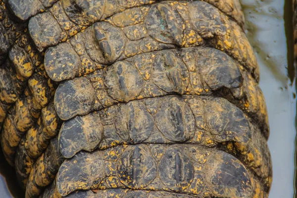 Lebendiges Krokodilschwanzmuster Aus Dem Lebenden Körper Für Den Hintergrund Krokodilzucht — Stockfoto
