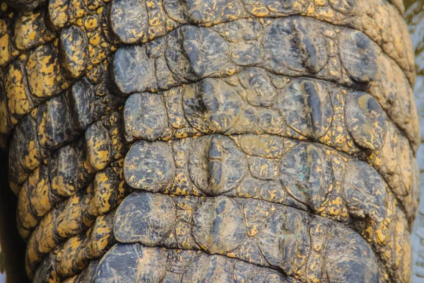 Padrão Cauda Crocodilo Vivo Corpo Vivo Para Fundo Exploração Crocodilos — Fotografia de Stock