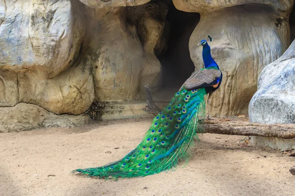 Peacock is living in the cave. Male Indian peafowl or blue peafowl (Pavo cristatus), a large and brightly colored bird, is a species of peafowl native to South Asia.