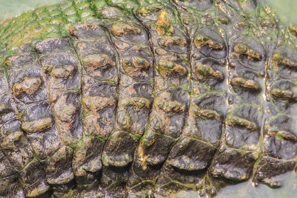 Padrão Cauda Crocodilo Vivo Corpo Vivo Para Fundo Exploração Crocodilos — Fotografia de Stock