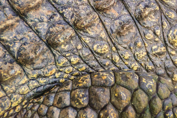 Padrão Pele Crocodilo Vivo Corpo Vivo Para Fundo Exploração Crocodilos — Fotografia de Stock