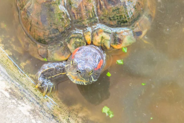 Cute Red Eared Slider Trachemys Scripta Elegans Also Known Red — Stock Photo, Image