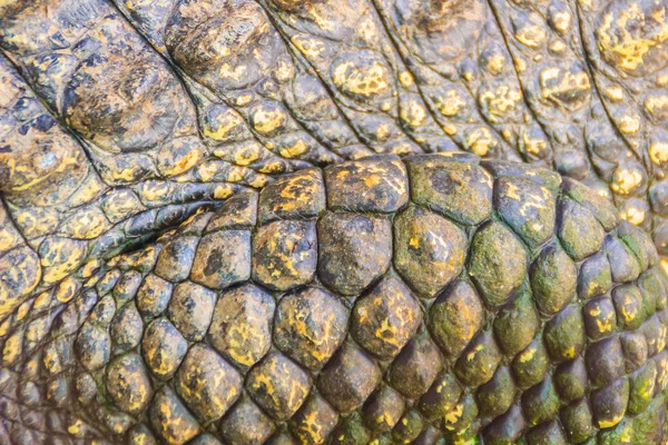 Alive Crocodile Skin Pattern Living Body Background Crocodile Farming Breeding — Stock Photo, Image