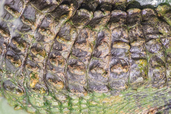 Przy Życiu Krokodyla Ogon Wzór Żywym Ciałem Dla Tła Krokodyl — Zdjęcie stockowe